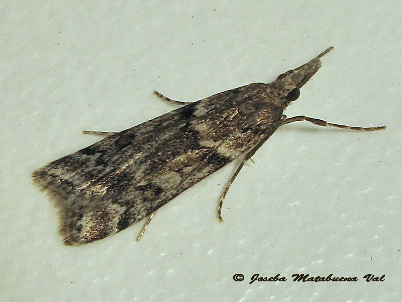 Eudonia sp. ? S, Eudonia angustea